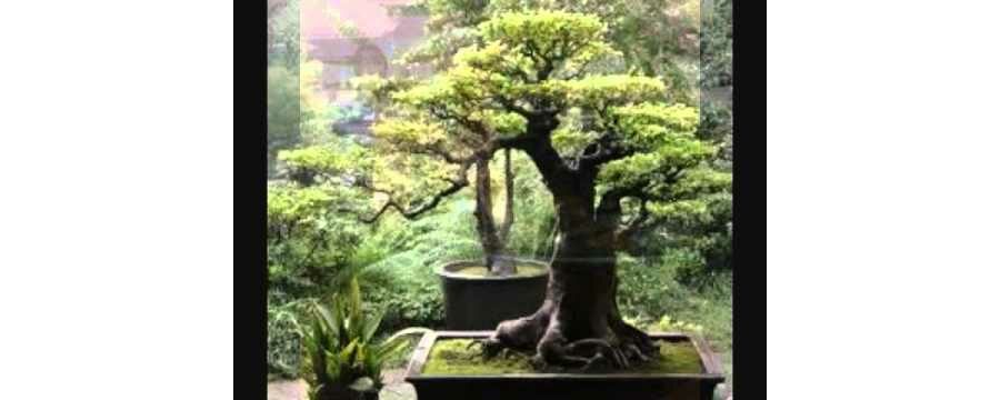 Nhạc thiền Japanese Garden Meditation