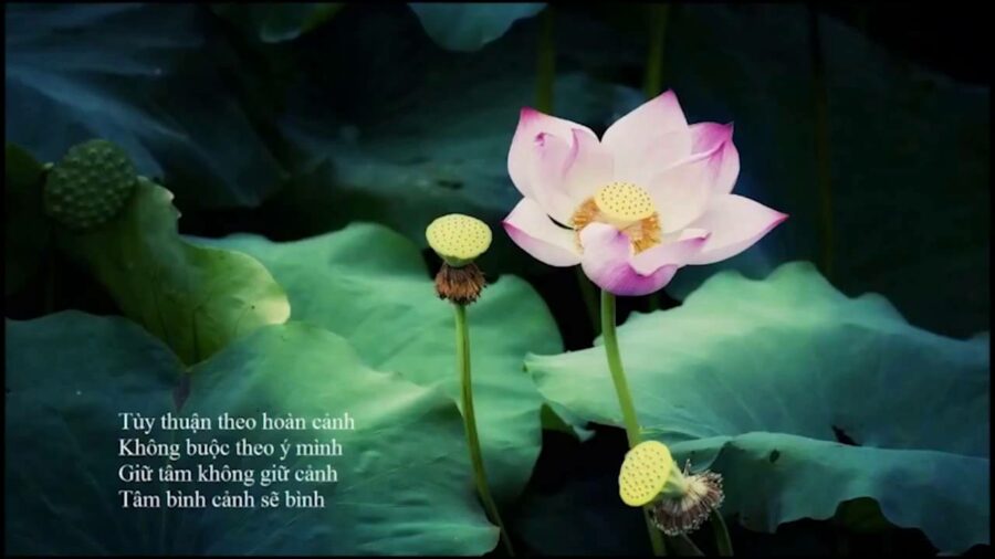 Thản Nhiên Trước Những Biến Động – Thích Minh Niệm