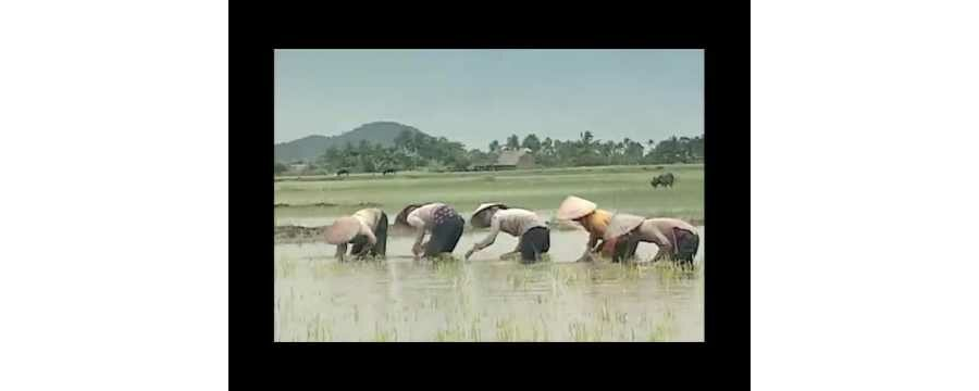 Trâu Ơi – Thích Chân Tính