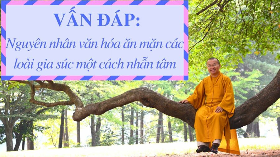 Vấn đáp: Nguyên nhân văn hóa ăn thịt các loài gia súc nhẫn tâm – Thích Nhật Từ
